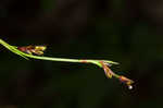 Longstalk sedge